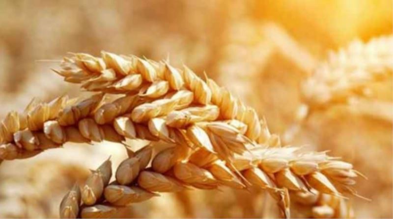 Buğday Fiyatları Son Yılların Zirvesine Çıktı