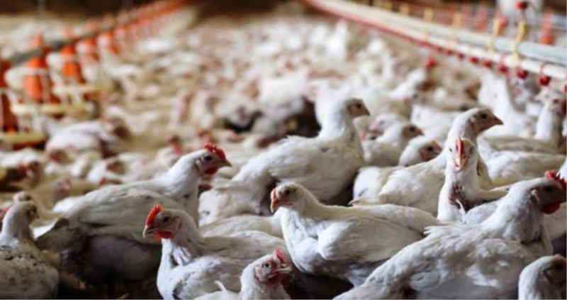 Kanatlı Hayvan İhracatı Artış Gösterdi