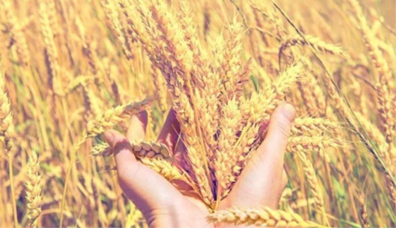 Tarımsal Girdi Maliyetleri Haziran Ayında Arttı